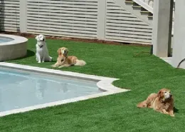 A fenced-in backyard with artificial turf, an inground pool, and three dogs enjoying the sun.