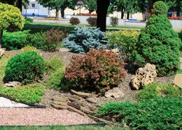 A variety of shrubs planted in a mulch bed on a commercial property. 