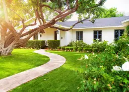 Sun shining on a tree and a lush, green lawn in a home's front yard. 