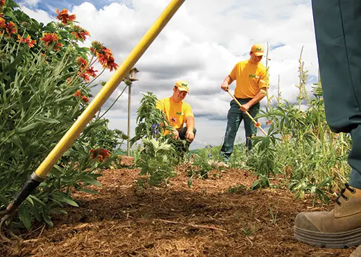 The Grounds Guys service professionals cleaning up a mulch bed. 