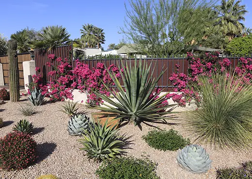 Large cacti and flowering plants in a rock bed garden.