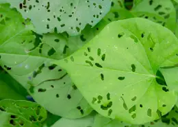 Big green leaves with small bite holes in them.