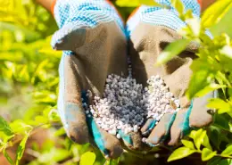 Gloved hands holding fertilizer pellets over the branches of a shrub.