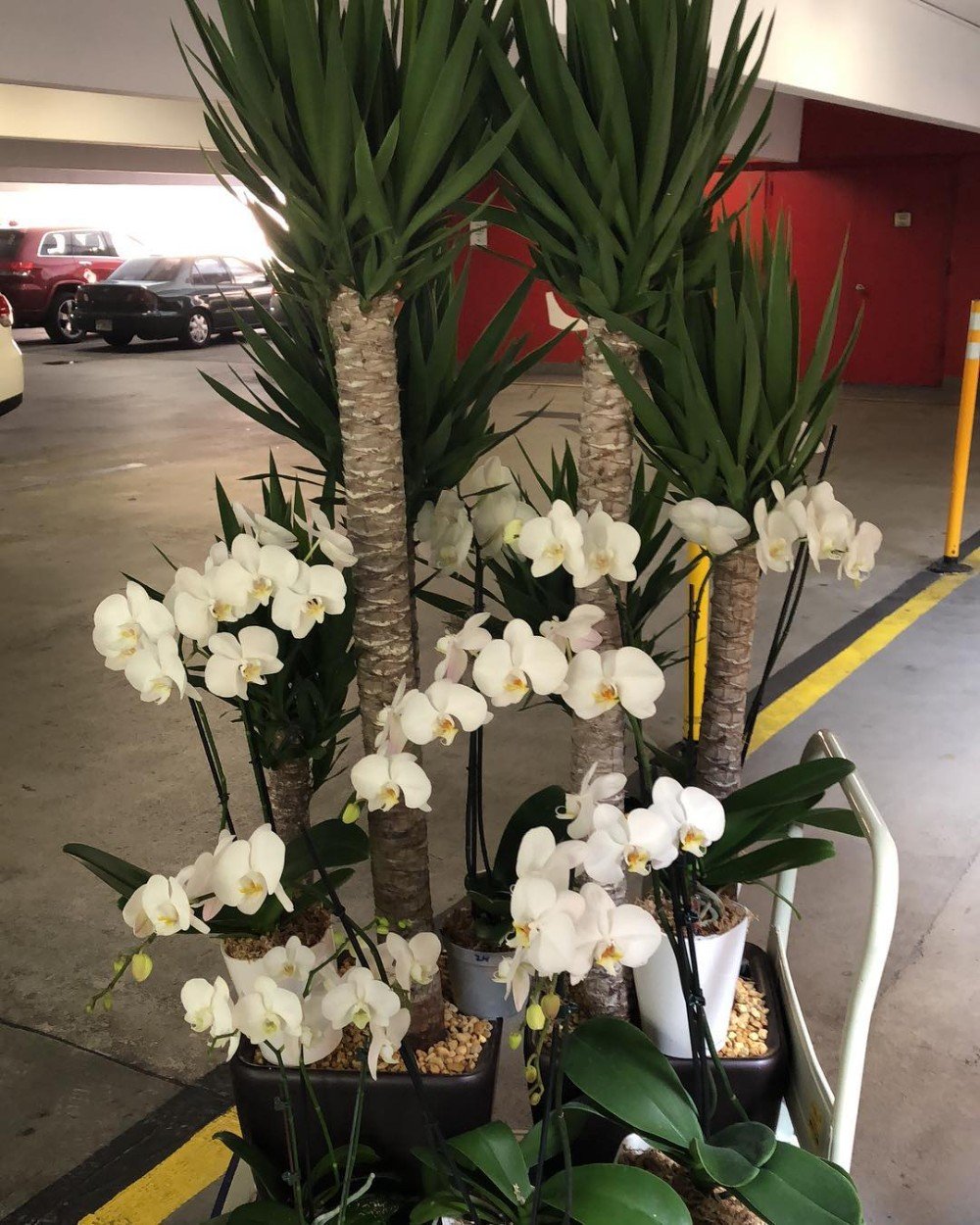 A beautiful orchid arrangement