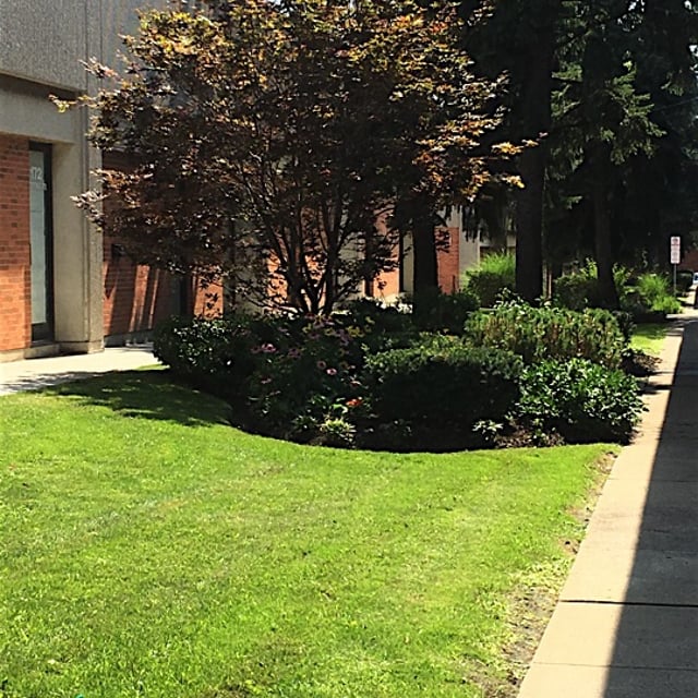 A garden with a tree and bushy plants.