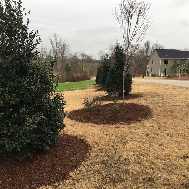 A garden with bushy plants and trees.