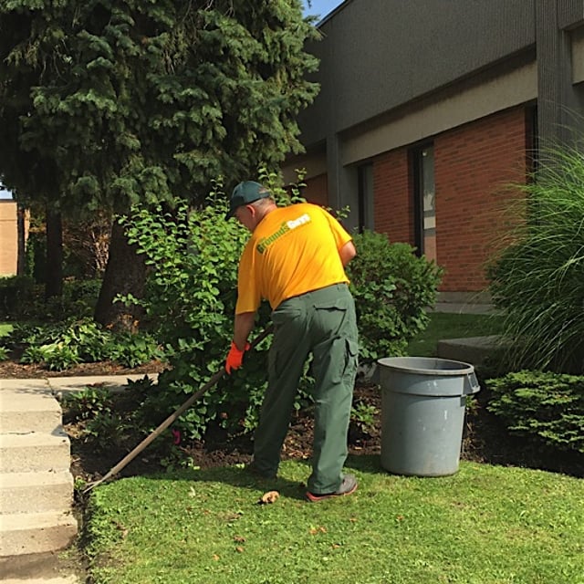 A ground guy cleaning grass on the lawn and removing overgrown plants from the garden.