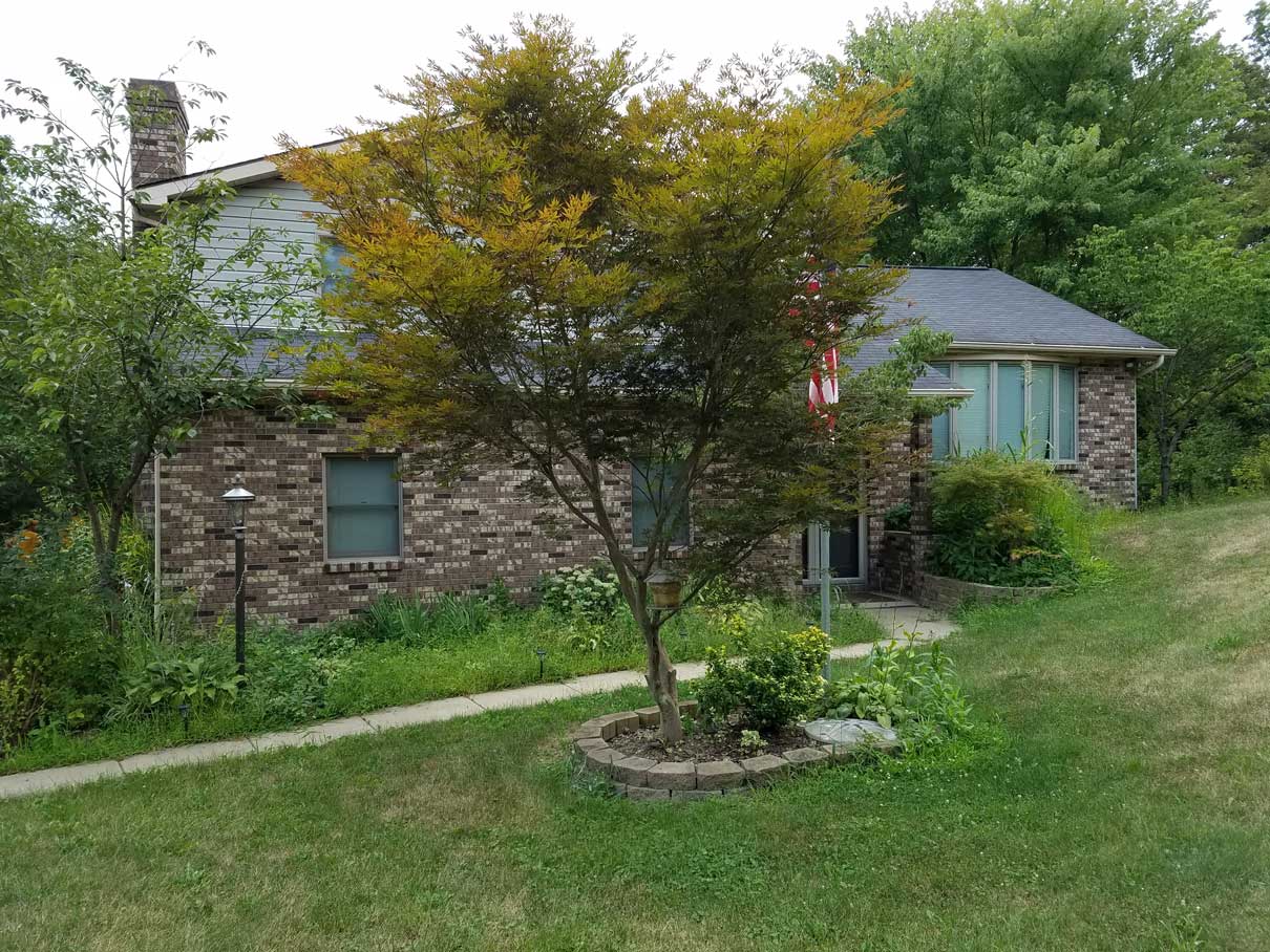 Overgrown plants surrounding house