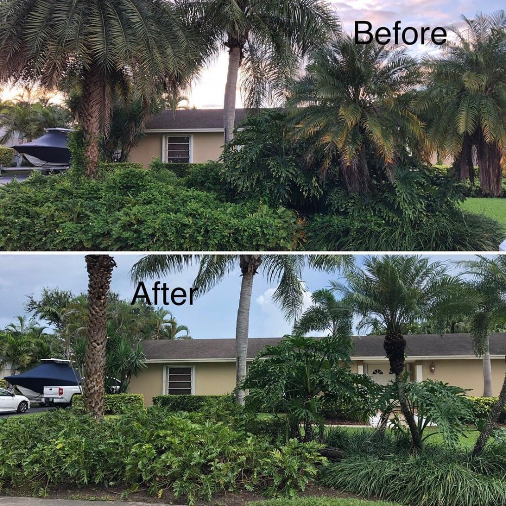 Before and After tree trimming in the Front yard