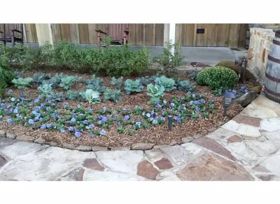 Brown stone walkway with purple flowers, blue green leafy plant,  and shrubbery.