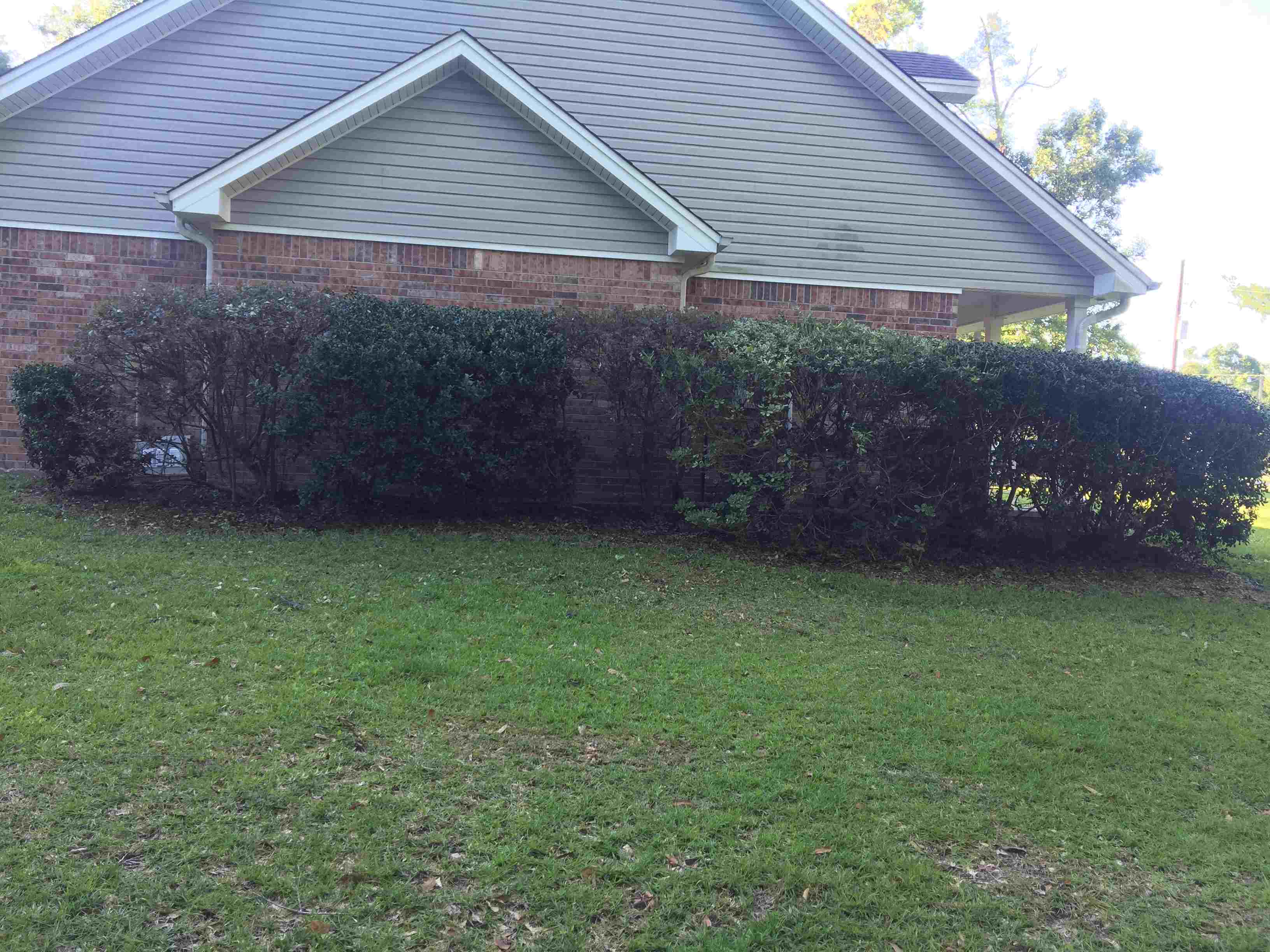 Bushes and grass on side of house