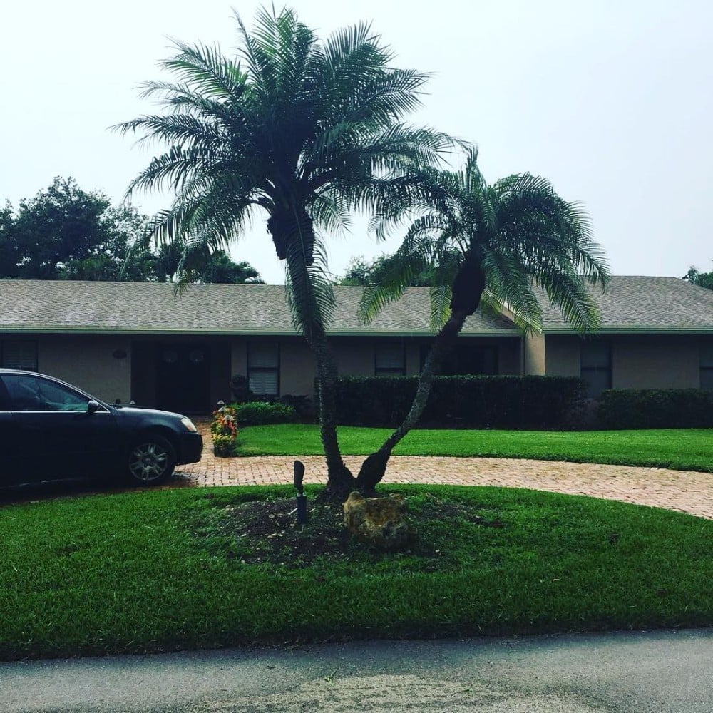 Clean Garden with Palm Trees