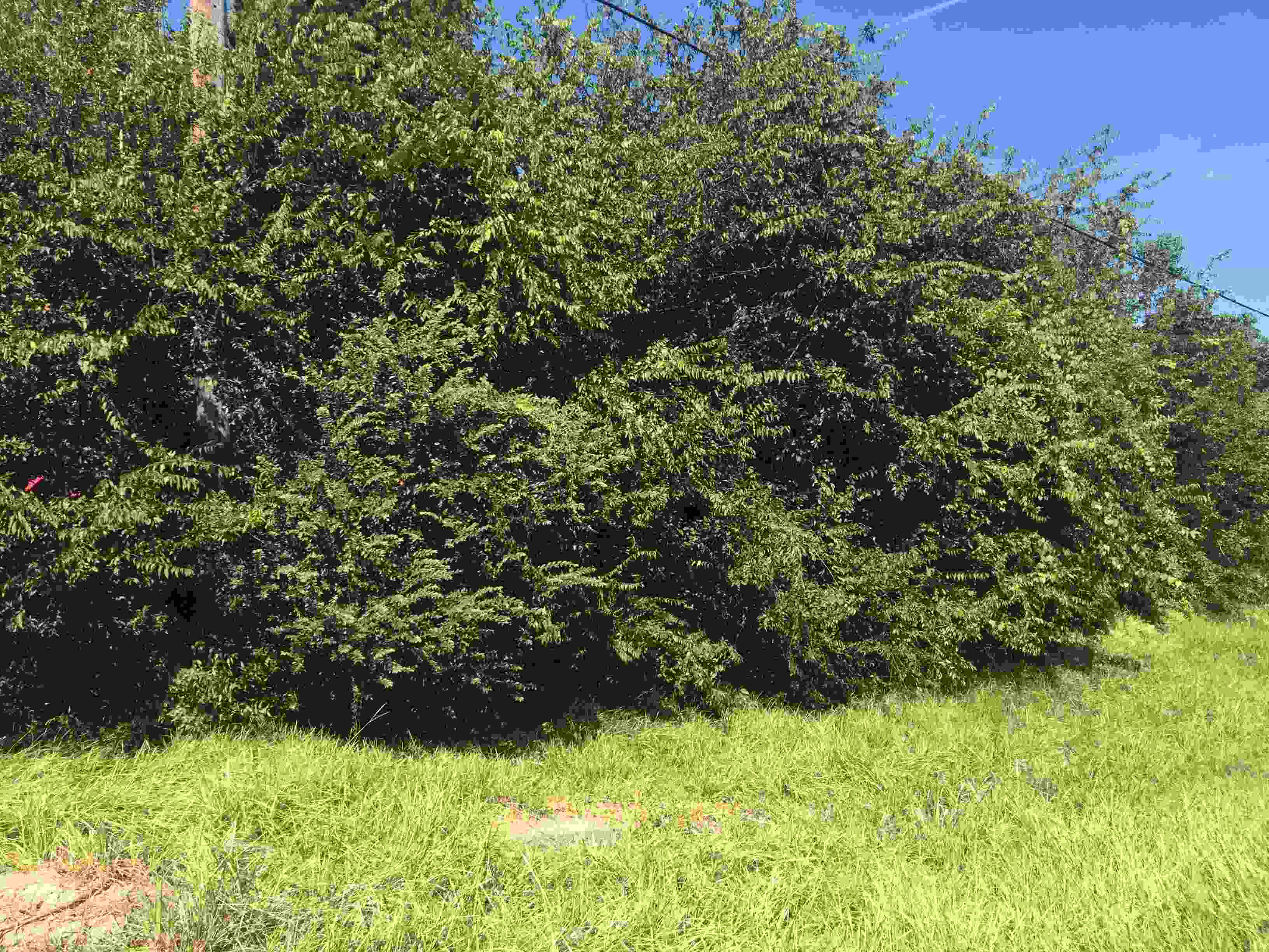 Close view of line of trees in field