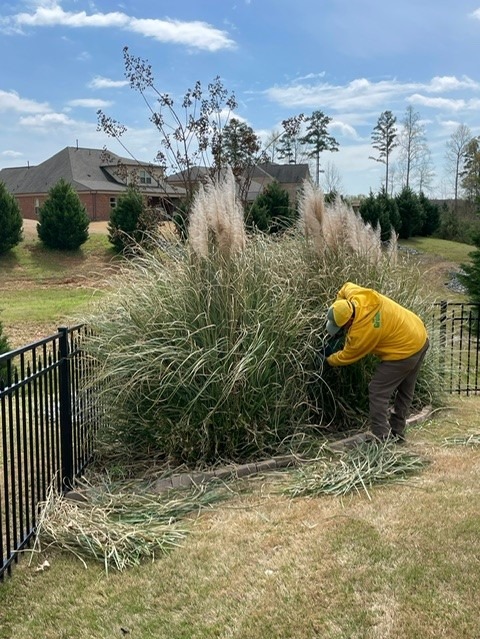 Maintaining decorative landscape grasses.