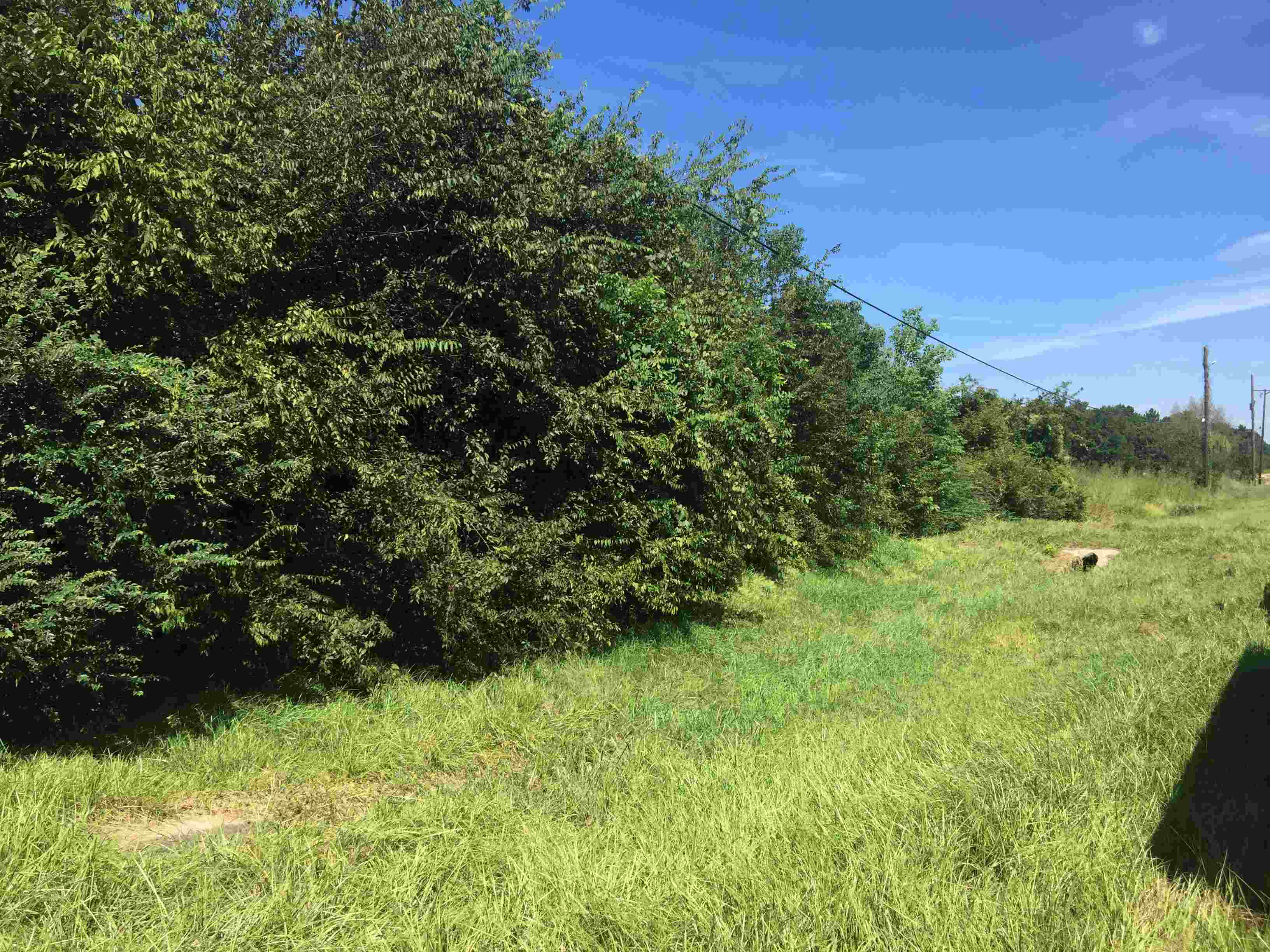 Field with telephone wires and a line of trees