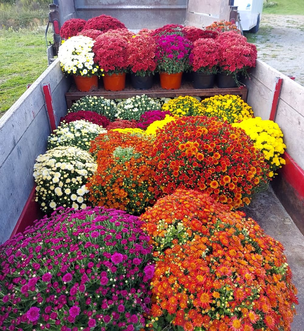 Flowers and seasonal color change in Mt. Lebanon