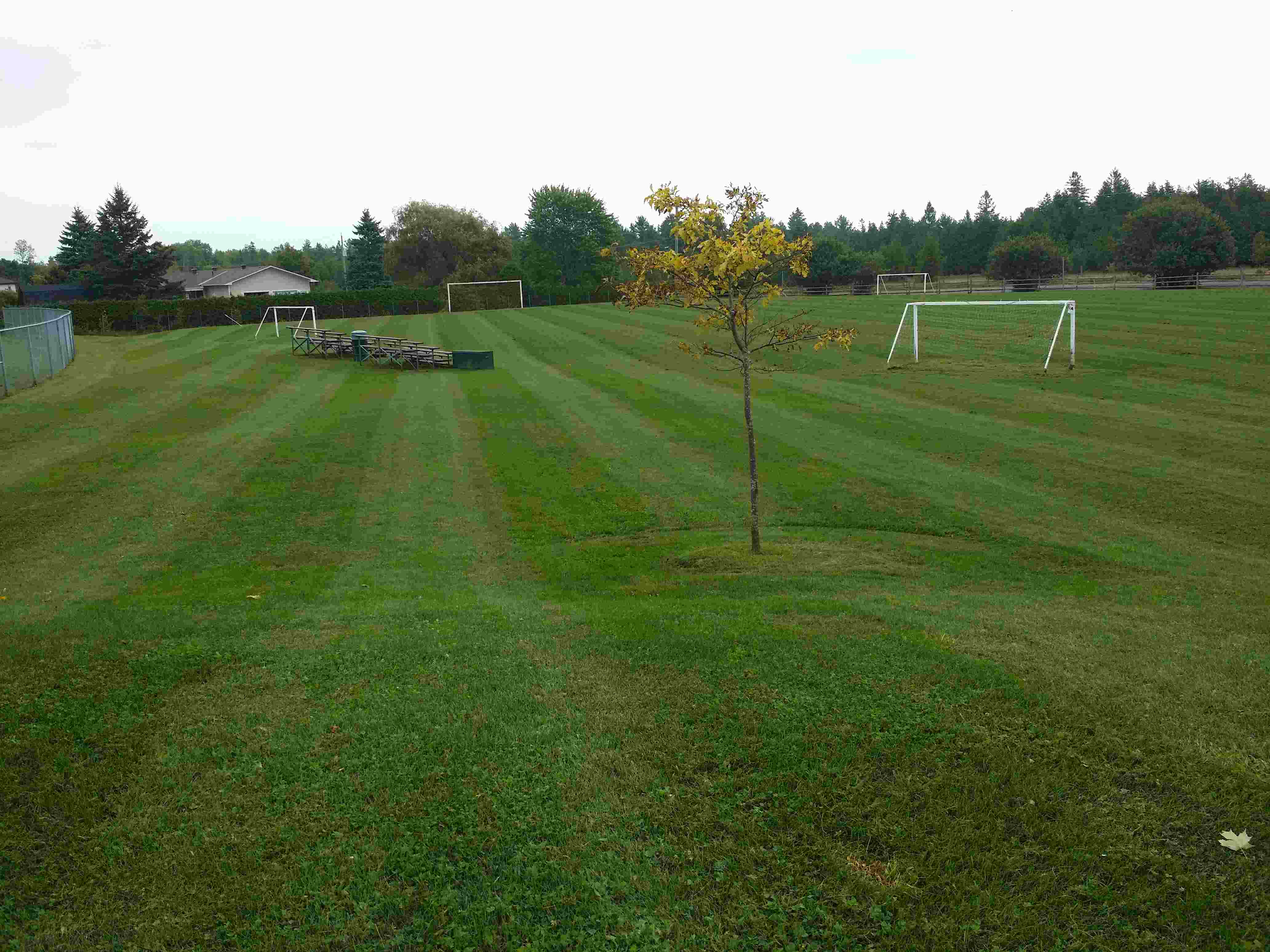 Fresh mowed soccer field