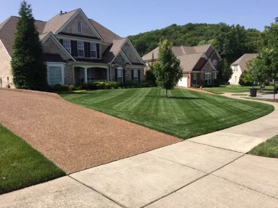 Freshly cut grass lawn with tall evergreen tree and smaller tree in the lawn.