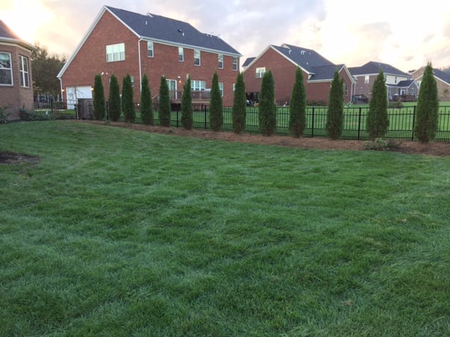 Freshly cut green lawn with evergreen trees