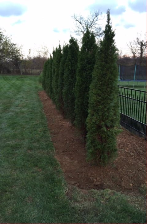 Freshly cut green lawn with evergreen trees lining fence