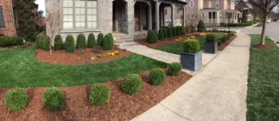 Grass and mulch with shaped bushes and flowers in front of house.