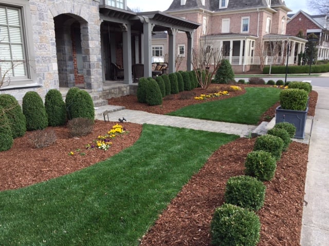 Grass and mulch with shaped bushes and flowers. 