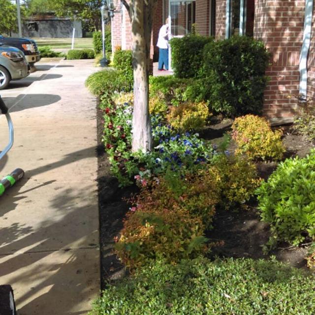 Ground covering plants and shrubs