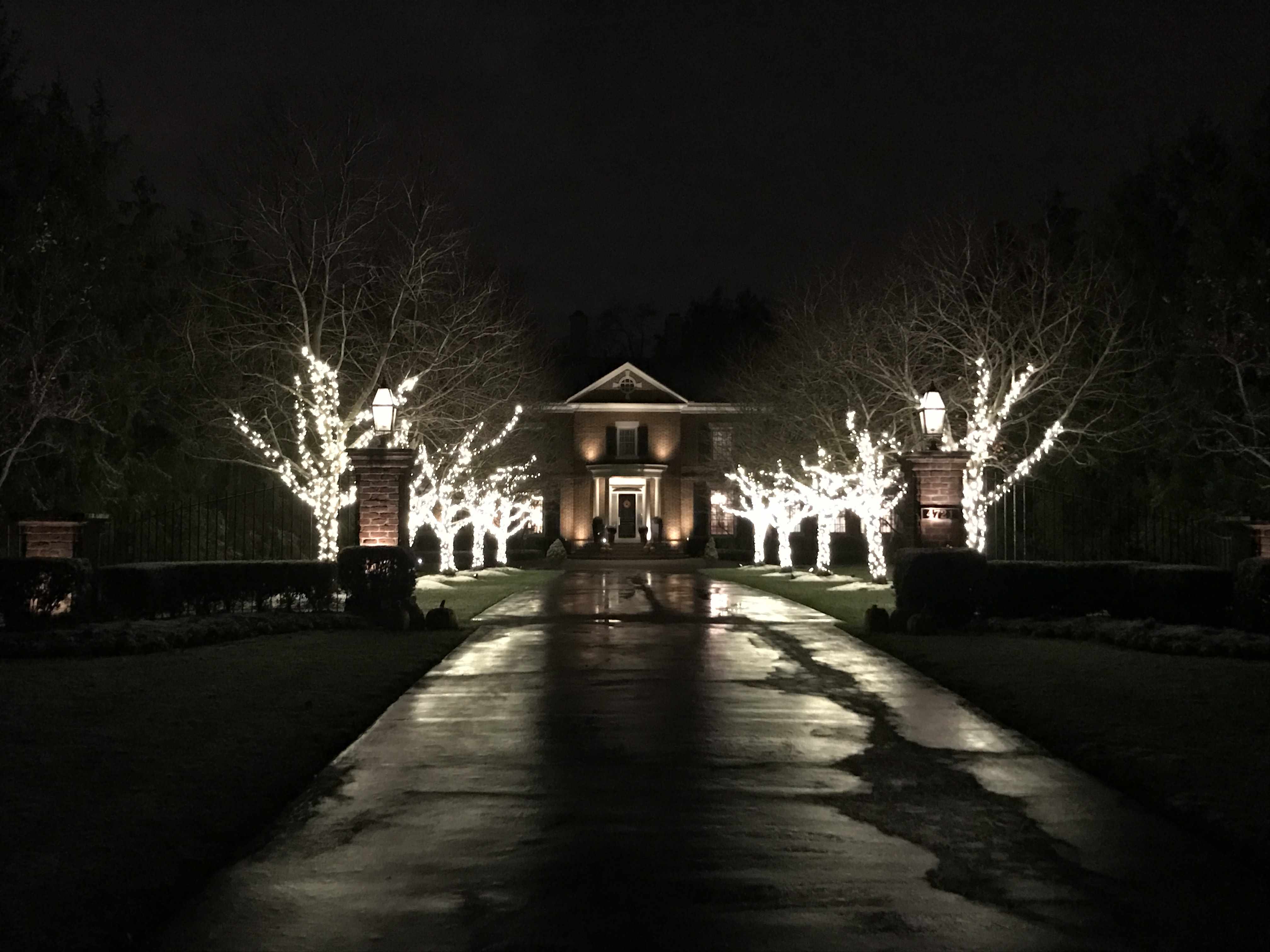 Holiday lit trees lining drive leading to house