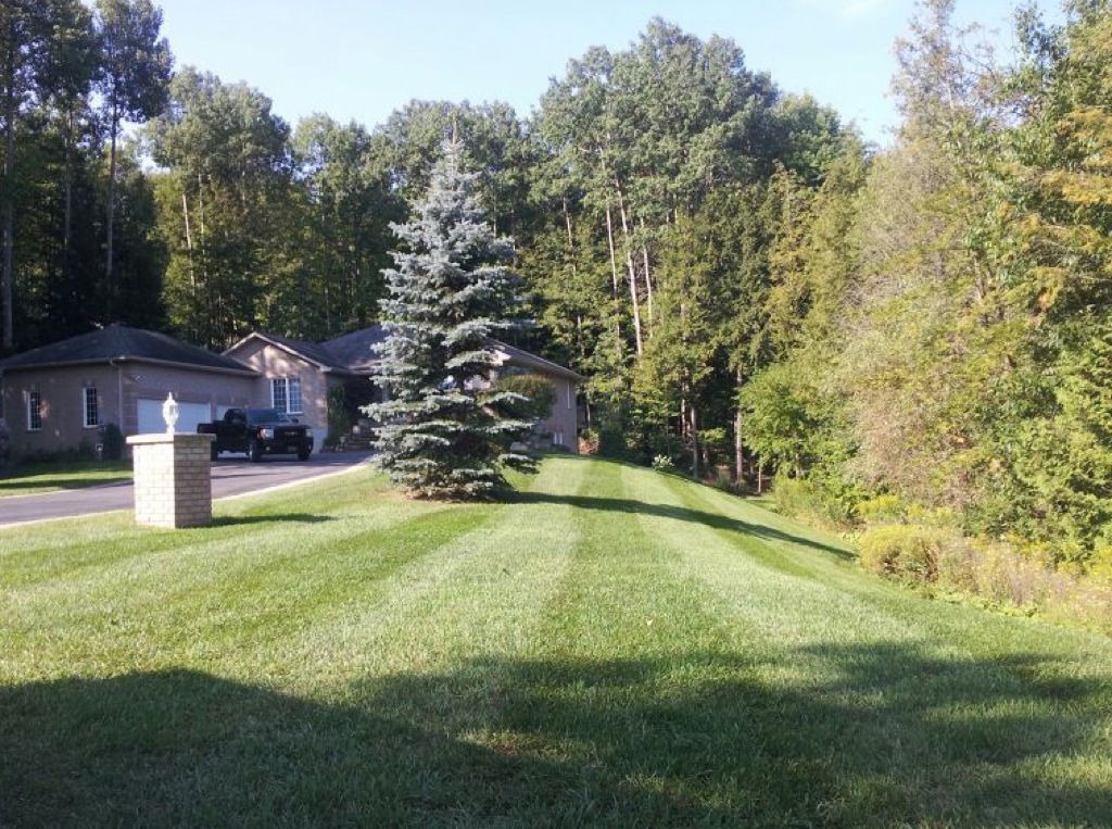 Landscaping along a driveway