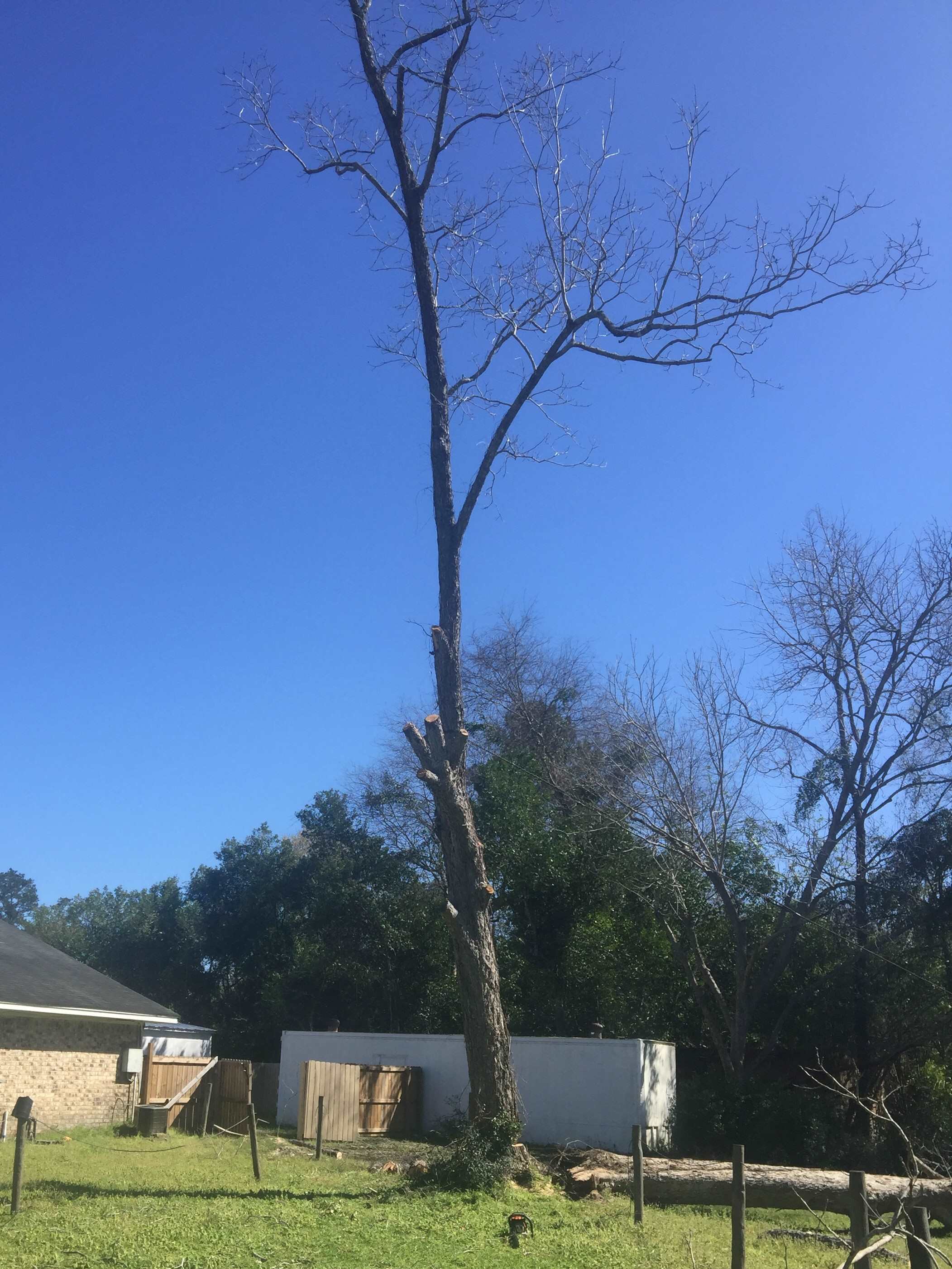 Large pruned tree