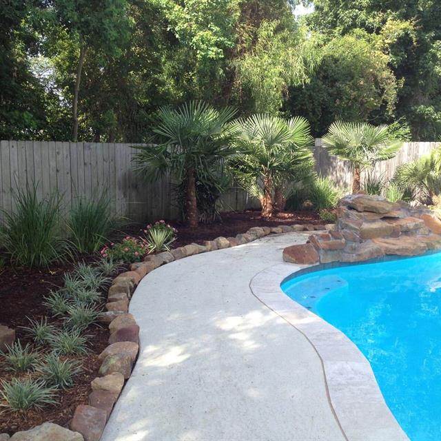 Palm trees and  landscaping in front of the pool