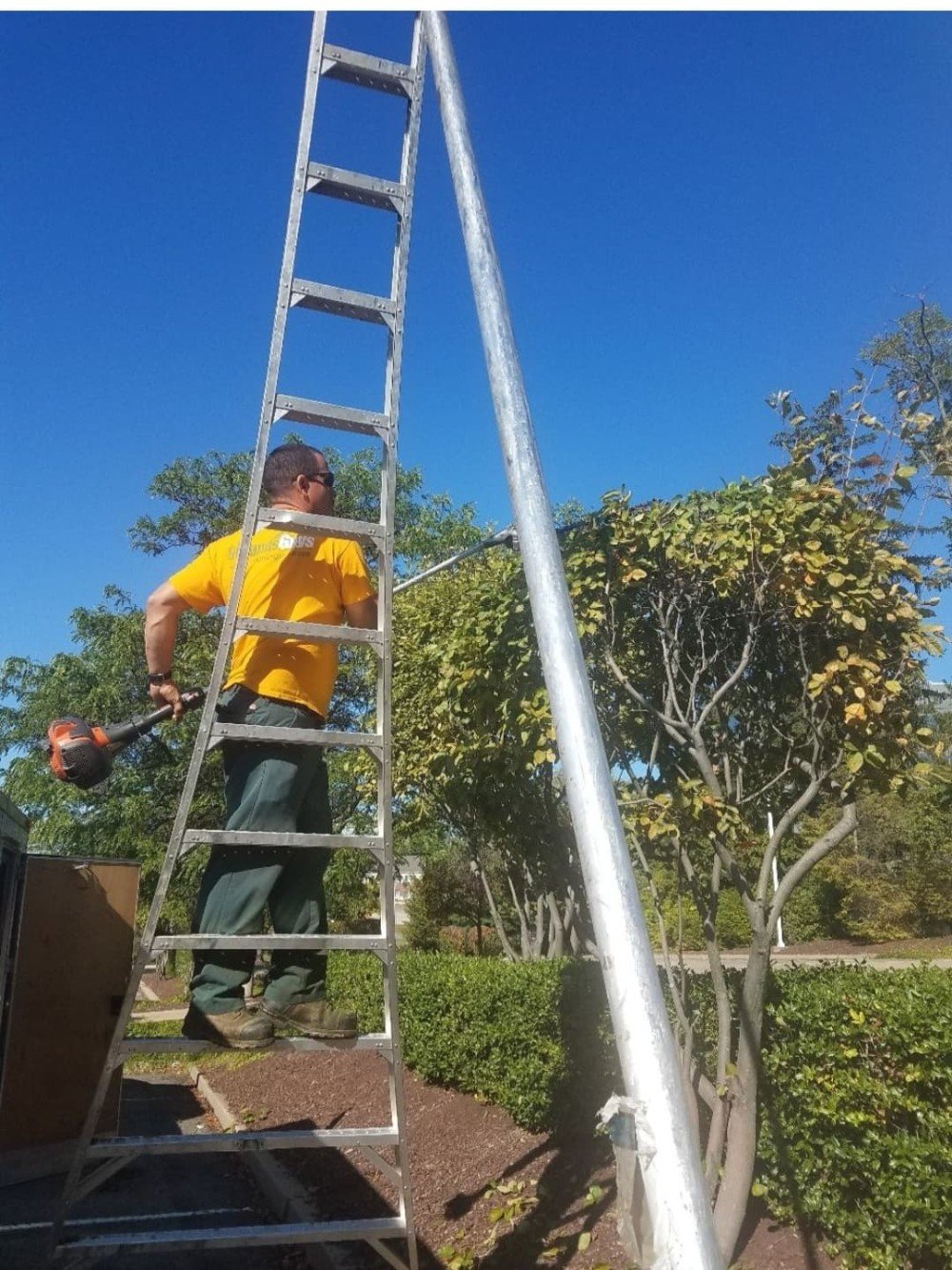 Pruning of shrubs and trees in Bethel Park