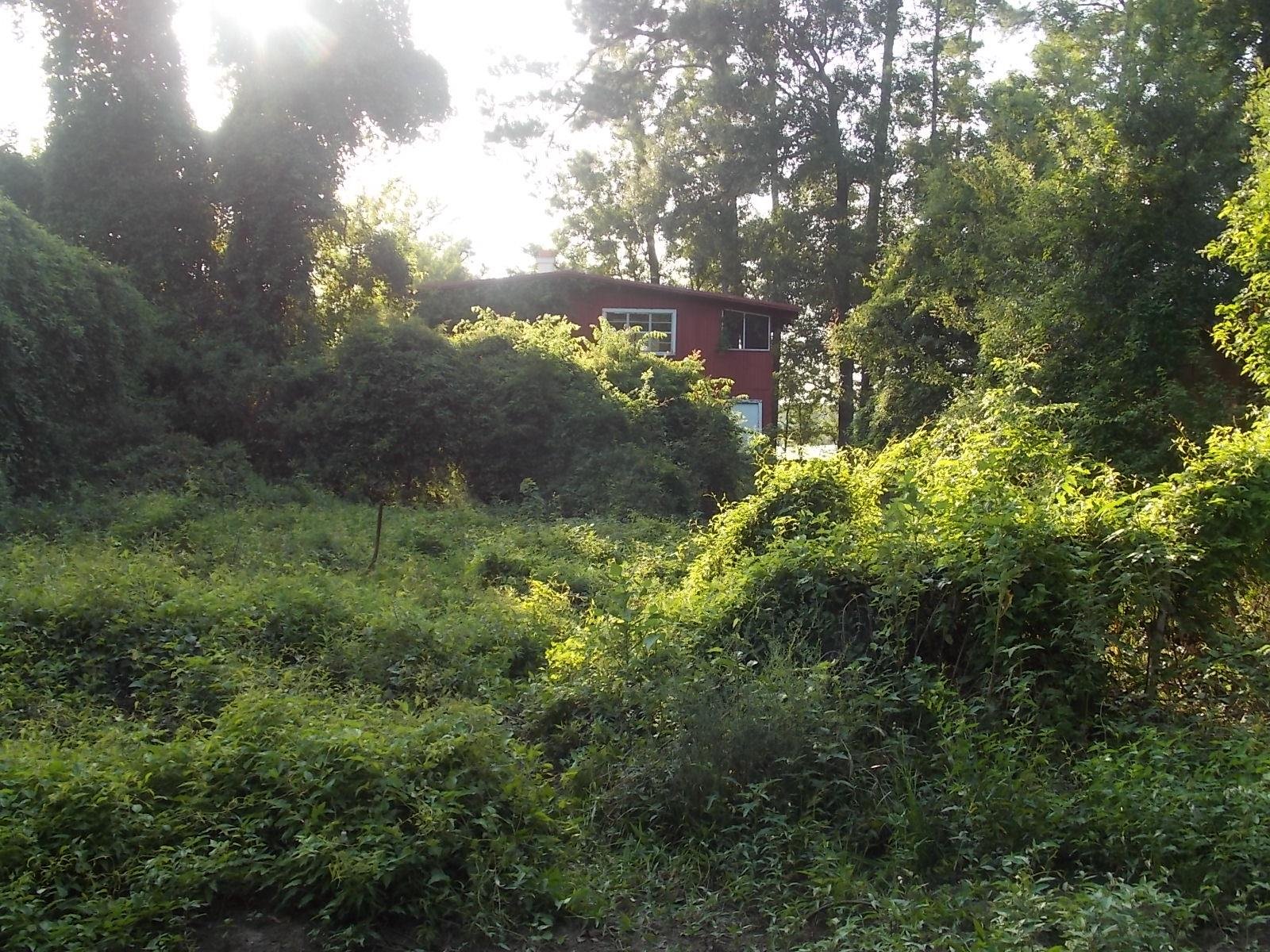 Red house hidden by foliage in the forest