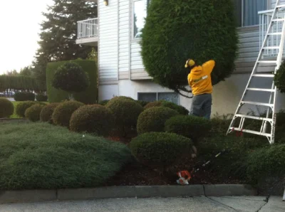 The Grounds Guys employee trimming hedges