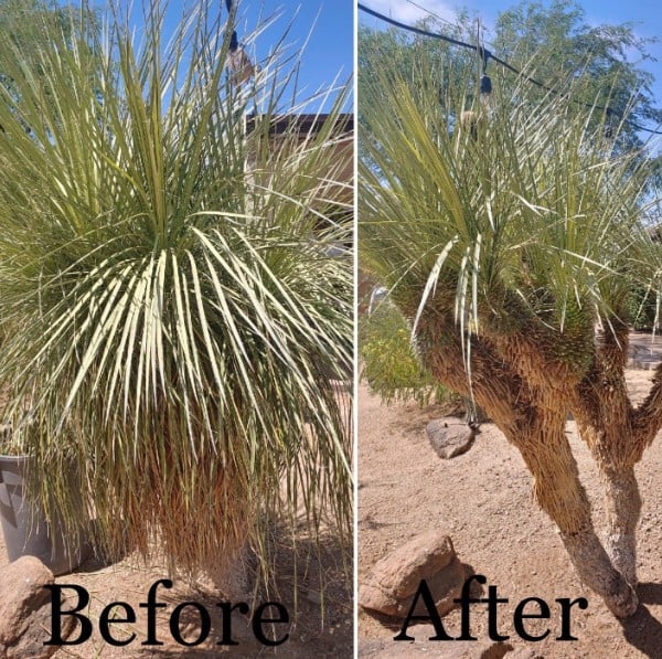 The Grounds Guys of Arrowhead in Phoenix General