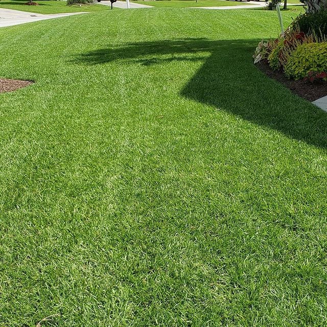 lawn maintenance