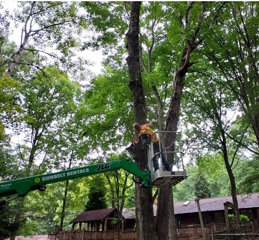 Trimming of trees and removal of debris in Pittsburgh