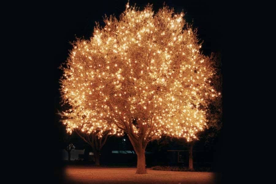 Tree lit by holiday lights.