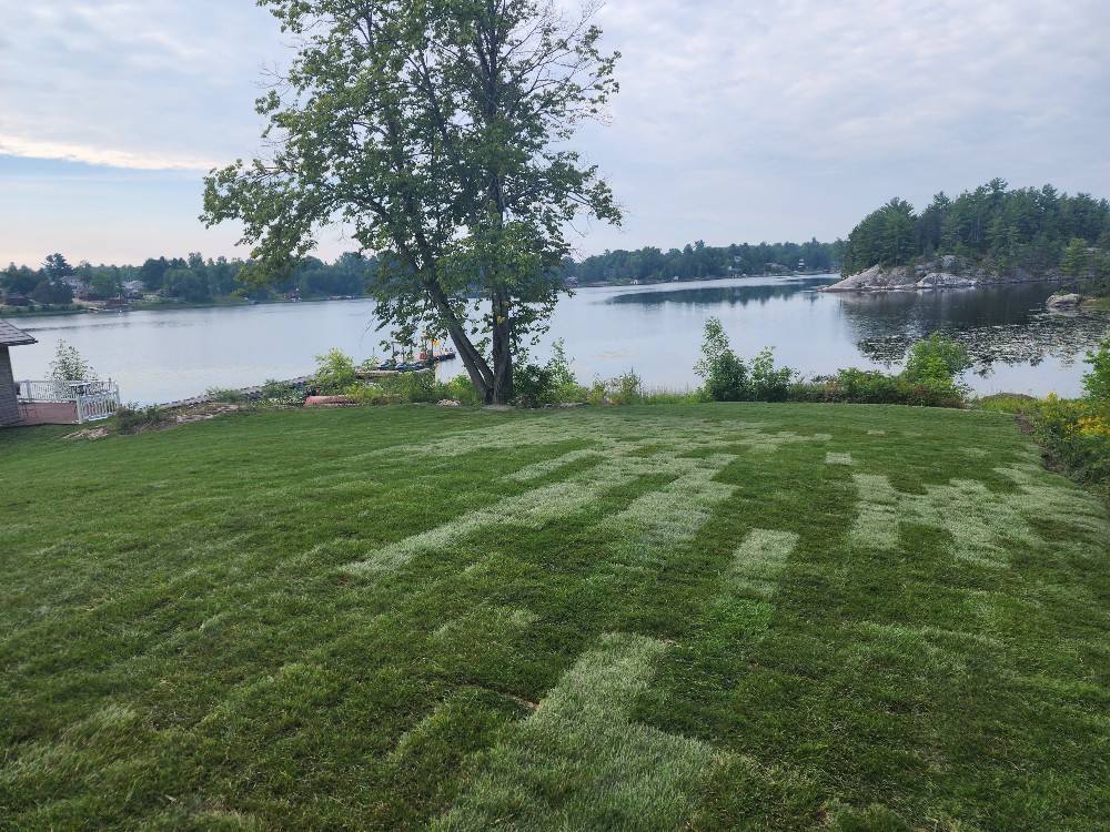 We love installing new sod for our clients.