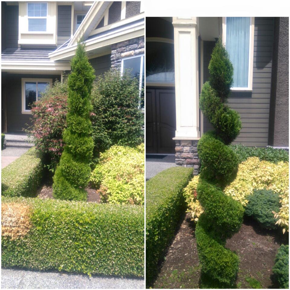 We will keep your shaped hedges well defined!