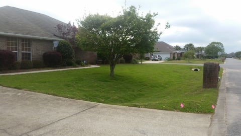 Well manicured lawn and single tree