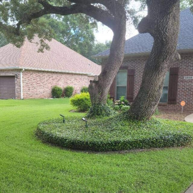 shrubs, lawn, landscaping