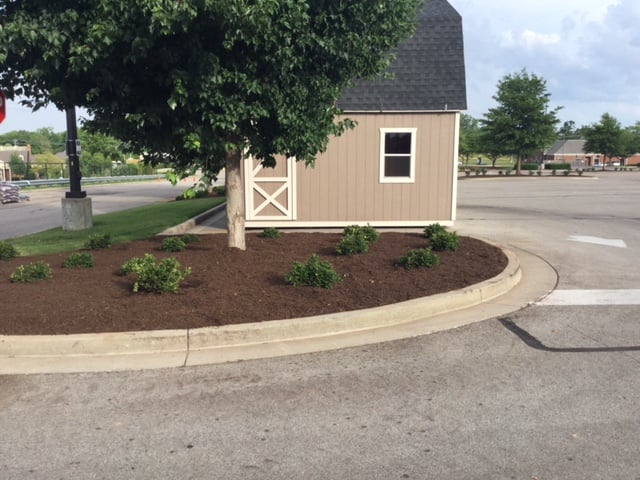 bushes with trees in planter in parking lot. 