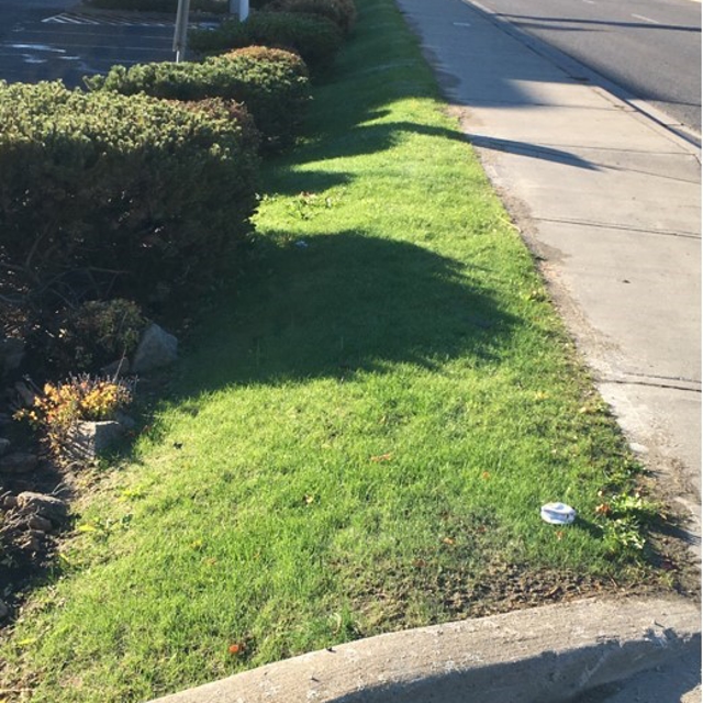 lawns after maintenance