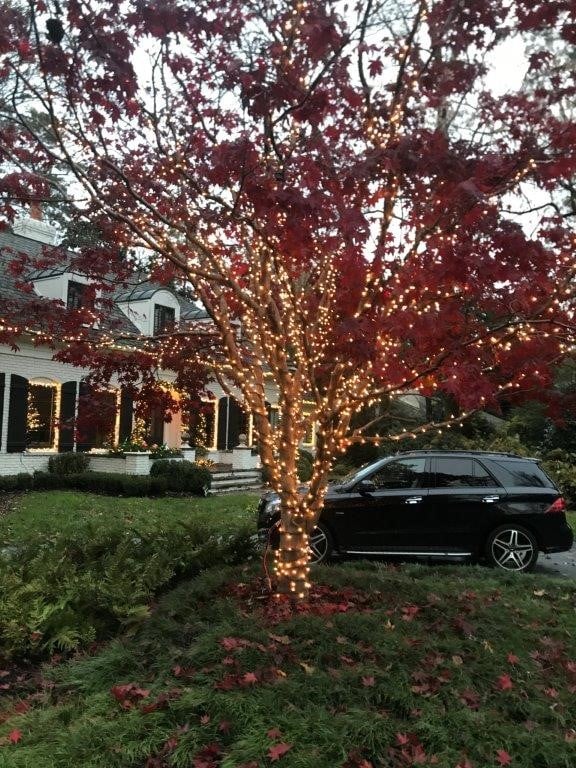 string lights on outdoor tree