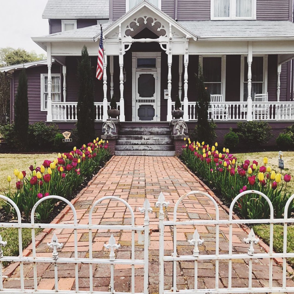 tulip flowers arranged beautifully