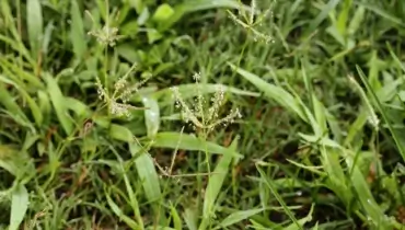 Close up of Bahia grass lawn. 