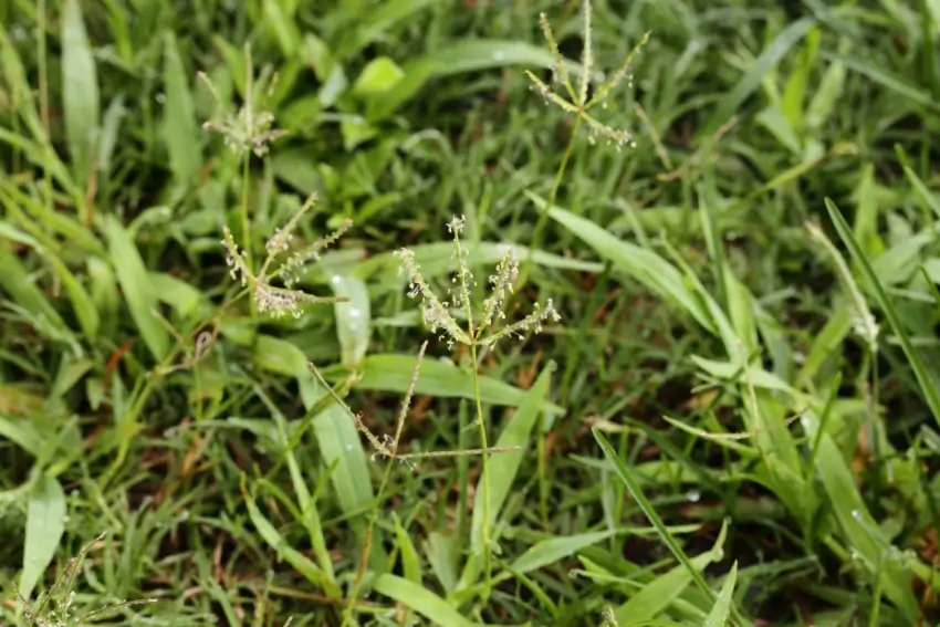 Close up of Bahia grass lawn.