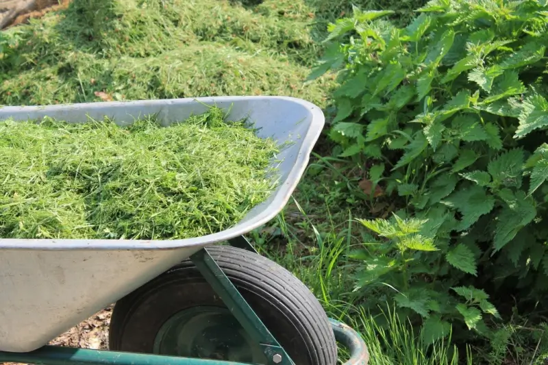 Grass clippings in a wheel barrow in a garden.