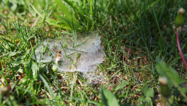 Dollar spot fungus on grass lawn.